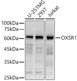 ABclonal Technology&nbsp;OXSR1 Rabbit pAb