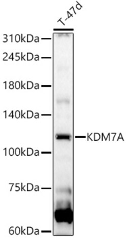 ABclonal Technology&nbsp;KDM7A Rabbit pAb