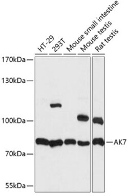 ABclonal Technology&nbsp;AK7 Rabbit pAb