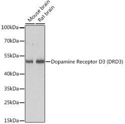 ABclonal Technology&nbsp;Dopamine Receptor D3 (DRD3) Rabbit pAb