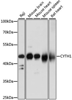 ABclonal Technology&nbsp;CYTH1 Rabbit pAb