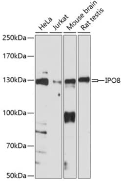 ABclonal Technology&nbsp;IPO8 Rabbit pAb