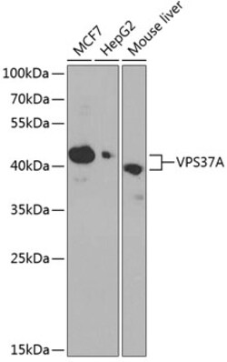 ABclonal Technology&nbsp;VPS37A Rabbit pAb