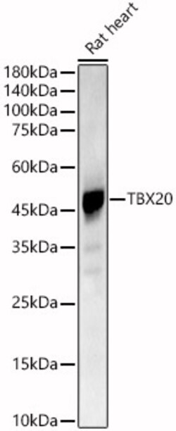 ABclonal Technology&nbsp;TBX20 Rabbit pAb