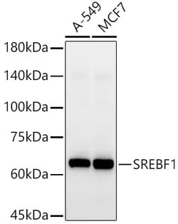 ABclonal Technology&nbsp;SREBF1 Rabbit pAb