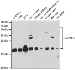ABclonal Technology&nbsp;SUMO3 Rabbit pAb