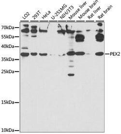 ABclonal Technology&nbsp;PEX2 Rabbit pAb