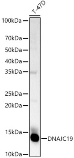 ABclonal Technology&nbsp;DNAJC19 Rabbit pAb