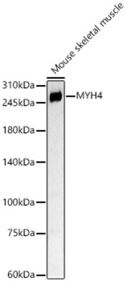 ABclonal Technology&nbsp;MYH4 Rabbit pAb