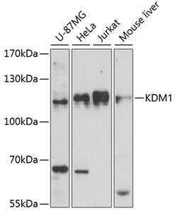ABclonal Technology&nbsp;KDM1 Rabbit pAb