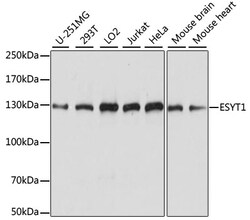 ABclonal Technology&nbsp;ESYT1 Rabbit pAb