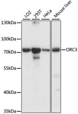 ABclonal Technology&nbsp;ORC3 Rabbit pAb