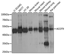 ABclonal Technology&nbsp;ACOT9 Rabbit pAb