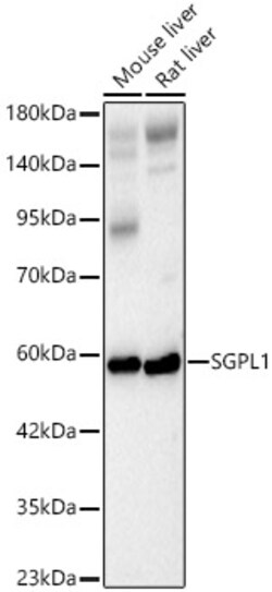 ABclonal Technology&nbsp;SGPL1 Rabbit pAb