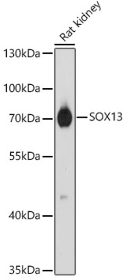 ABclonal Technology&nbsp;SOX13 Rabbit pAb