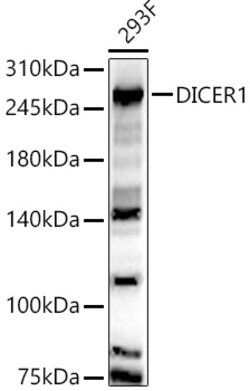 ABclonal Technology&nbsp;DICER1 Rabbit pAb