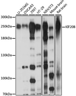 ABclonal Technology&nbsp;KIF20B Rabbit pAb