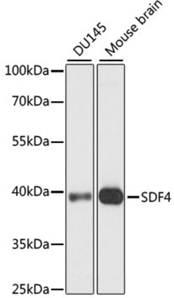 ABclonal Technology&nbsp;SDF4 Rabbit pAb