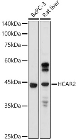 ABclonal Technology&nbsp;GPR109A/HM74A/HCAR2 Rabbit pAb