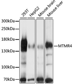 ABclonal Technology&nbsp;MTMR4 Rabbit pAb