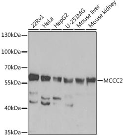 ABclonal Technology&nbsp;MCCC2 Rabbit pAb
