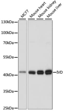 ABclonal Technology&nbsp;IVD Rabbit pAb