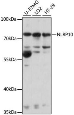 ABclonal Technology&nbsp;NLRP10 Rabbit pAb