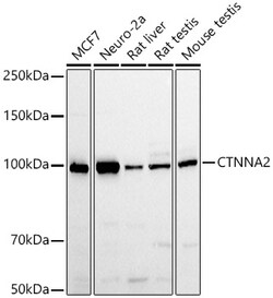 ABclonal Technology&nbsp;CTNNA2 Rabbit pAb