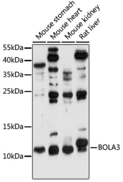 ABclonal Technology&nbsp;BOLA3 Rabbit pAb