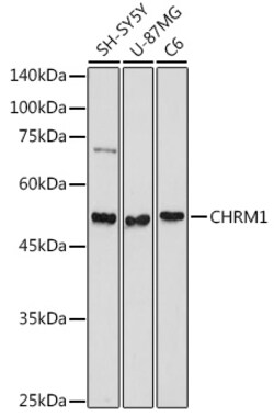 ABclonal Technology&nbsp;CHRM1 Rabbit pAb
