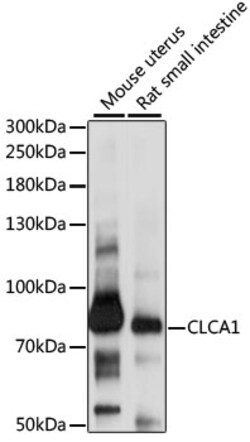 ABclonal Technology&nbsp;CLCA1 Rabbit pAb