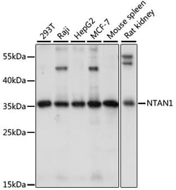 ABclonal Technology&nbsp;NTAN1 Rabbit pAb