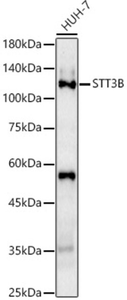 ABclonal Technology&nbsp;STT3B Rabbit pAb