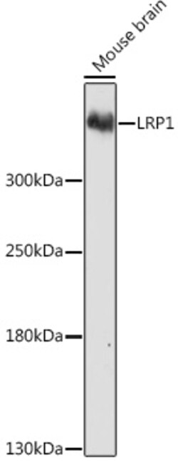 ABclonal Technology&nbsp;LRP1 Rabbit pAb