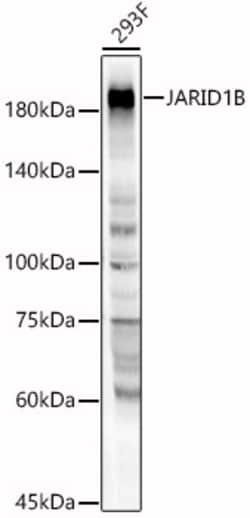 ABclonal Technology&nbsp;JARID1B Rabbit pAb