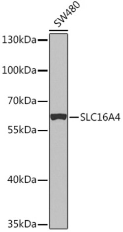 ABclonal Technology&nbsp;SLC16A4 Rabbit pAb