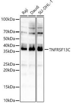 ABclonal Technology&nbsp;TNFRSF13C Rabbit pAb