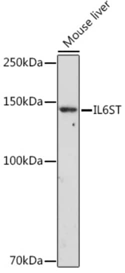 ABclonal Technology&nbsp;IL6ST Rabbit pAb
