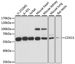 ABclonal Technology&nbsp;COX15 Rabbit pAb