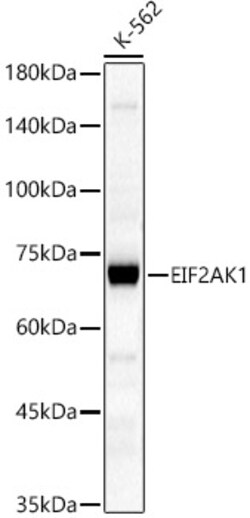 ABclonal Technology&nbsp;EIF2AK1 Rabbit pAb