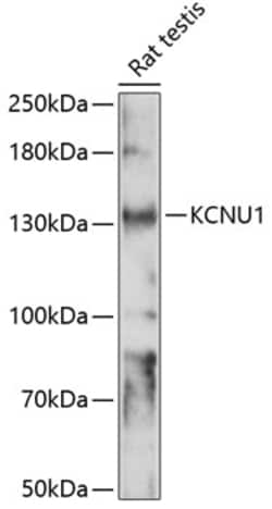 ABclonal Technology&nbsp;KCNU1 Rabbit pAb