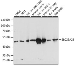 ABclonal Technology&nbsp;SLC25A23 Rabbit pAb