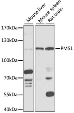 ABclonal Technology&nbsp;PMS1 Rabbit pAb