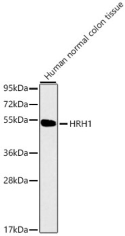 ABclonal Technology&nbsp;HRH1 Rabbit pAb