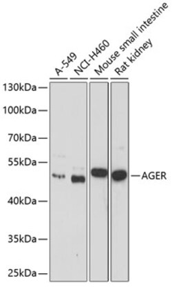 ABclonal Technology&nbsp;AGER Rabbit pAb