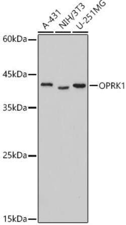ABclonal Technology&nbsp;OPRK1 Rabbit pAb
