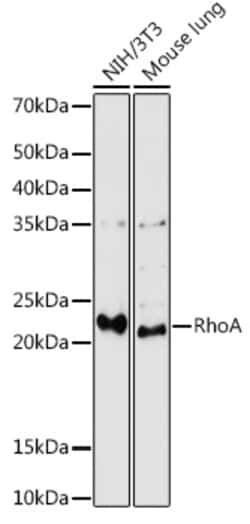 ABclonal Technology&nbsp;RhoA Rabbit pAb