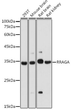 ABclonal Technology&nbsp;RRAGA Rabbit pAb