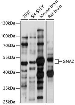 ABclonal Technology&nbsp;GNAZ Rabbit pAb