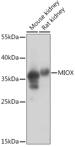 ABclonal Technology&nbsp;MIOX Rabbit pAb